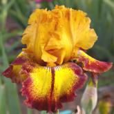 Hot Streak - tall bearded Iris