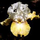 How Bout That - fragrant tall bearded Iris
