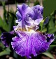 I I Stutter - Reblooming fragrant tall bearded Iris