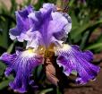 I I Stutter - fragrant reblooming tall bearded Iris
