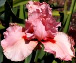 I Pink I Can - tall bearded Iris