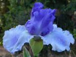 Ice Planet - Reblooming fragrant tall bearded Iris