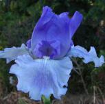 Ice Planet - Reblooming Tall bearded Iris