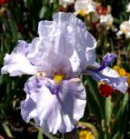 I'm So Confused - tall bearded Iris