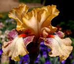 Impertinent - fragrant border bearded Iris