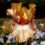 Impertinent - fragrant border bearded Iris