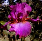 Iridium Nights - tall bearded Iris