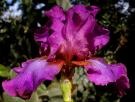 Iridium Nights - tall bearded Iris