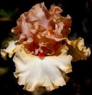 It's Our Time - fragrant tall bearded Iris