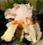 Ivory Blush - tall bearded Iris