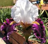 Jazz Queen - tall bearded Iris