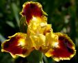 Jazzamatazz - SDB Standard Dwarf Bearded