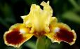 Jazzamatazz - SDB Standard Dwarf Bearded