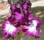 Jazzberry - fragrant tall bearded Iris