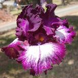Jazzberry - fragrant tall bearded Iris
