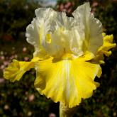 Jean Marie - Reblooming tall bearded Iris