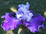 Jerico Springs - tall bearded Iris
