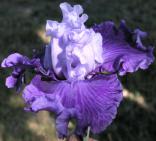 Jerico Springs - tall bearded Iris