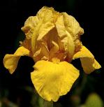 John - fragrant Intermediate bearded Iris