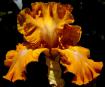 Juan Valdez - tall bearded Iris