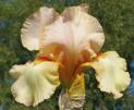 Juicy Fruit - reblooming tall bearded Iris