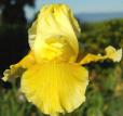 July Yellow - Reblooming fragrant tall bearded Iris