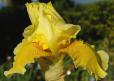 July Yellow - fragrant reblooming tall bearded Iris