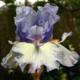 Just Pretending - tall bearded Iris