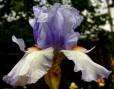 Just Pretending - tall bearded Iris