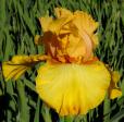 Katmandu - tall bearded Iris