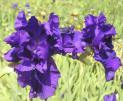 King's Castle - Tall bearded Iris