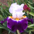 Kool Bre's - fragrant tall bearded Iris