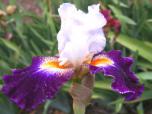 Kool Bre's - fragrant tall bearded Iris