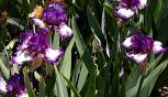 La Troienne - fragrant tall bearded Iris