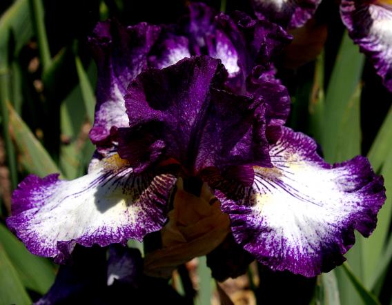La Troienne - Tall bearded Iris