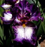 La Troienne - fragrant tall bearded Iris
