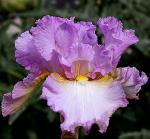 Lace Jabot - tall bearded Iris