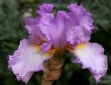Lace Jabot - tall bearded Iris