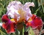 Lady Leigh - Reblooming fragrant tall bearded Iris