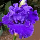 Lake Taneycomo - tall bearded Iris