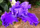 Lake Taneycomo - tall bearded Iris