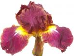 Leave the Light On - fragrant Intermediate bearded Iris