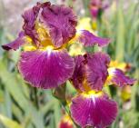 Leave the Light On - Intermediate bearded Iris