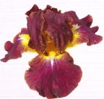 Leave the Light On - fragrant Intermediate bearded Iris