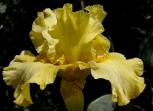 Lemon Jade - tall bearded Iris