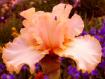 Letmentertainu - fragrant tall bearded Iris