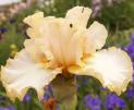 Letmentertainu - Tall bearded Iris