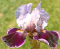 Liaison - reblooming tall bearded Iris