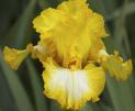 Light Beam - reblooming tall bearded Iris
