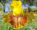 Light Show - tall bearded Iris